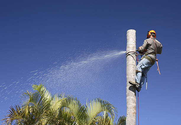 Best Lawn Disease Treatment  in Lackland Af, TX