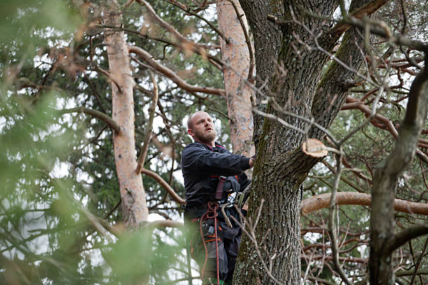 How Our Tree Care Process Works  in  Lackland Af, TX