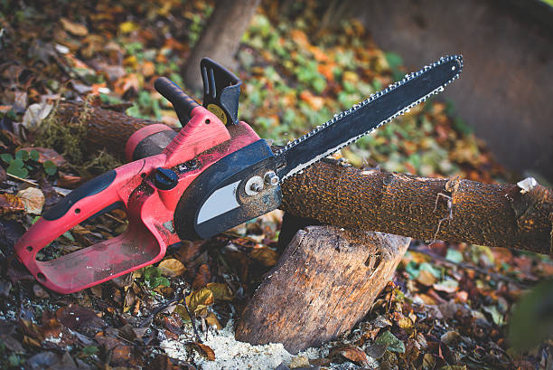 Best Fruit Tree Pruning  in Lackland Af, TX
